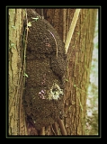 Masque termites
